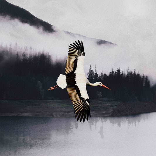 A white stork with black and orange plumage is captured in mid-flight, soaring over a misty mountain lake with a forested landscape in the background.