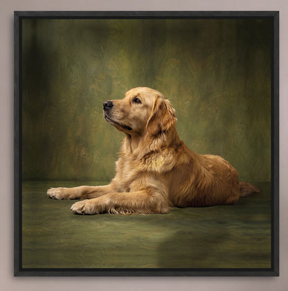 A golden retriever dog is sitting on a green surface, looking to the side with a calm and attentive expression.
