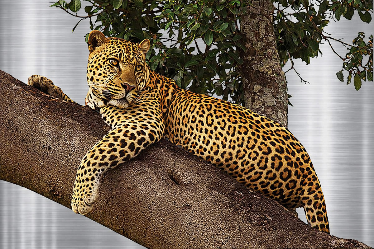 A leopard resting on a tree branch, its distinctive spotted coat blending with the natural surroundings.