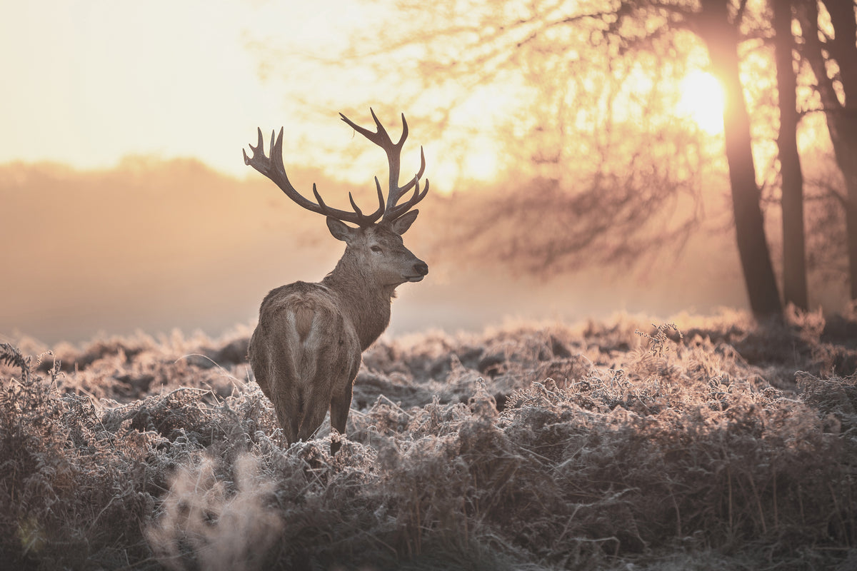A majestic deer stands in a frost-covered field, its antlers silhouetted against the warm glow of the setting sun.
