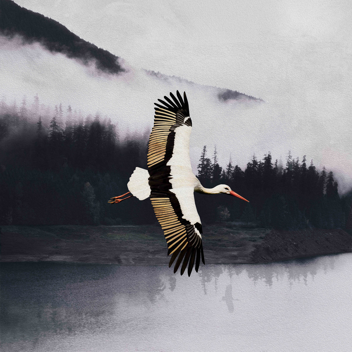 A white stork with black and orange plumage is captured in mid-flight, soaring over a misty mountain lake with a forested landscape in the background.