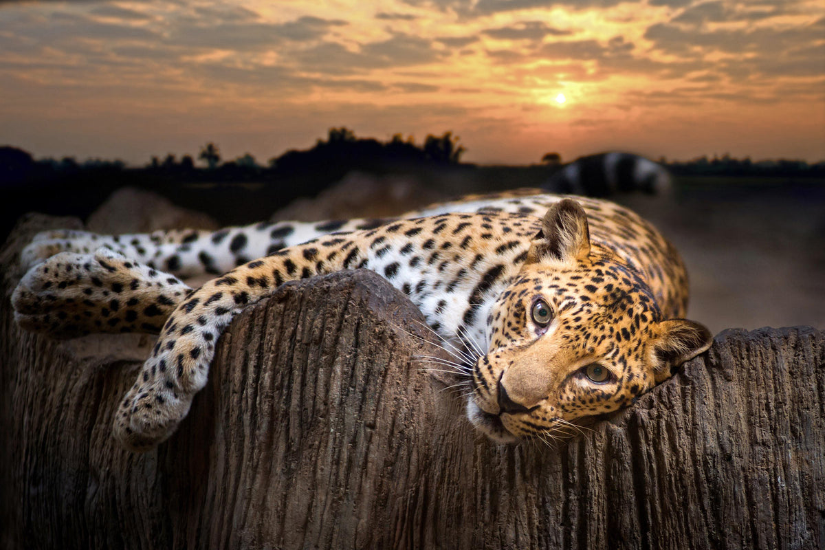 A leopard rests on a wooden fence, its gaze fixed on the camera, with a dramatic sunset in the background.