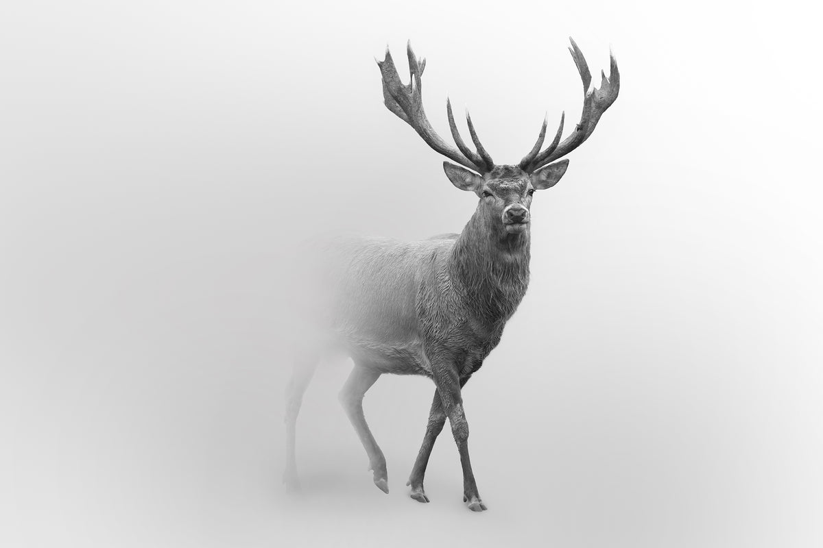 Animal Collection